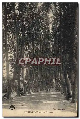 Cartes postales Perpignan Les Platanes