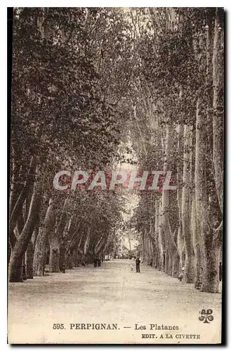 Cartes postales Perpignan Les Platanes