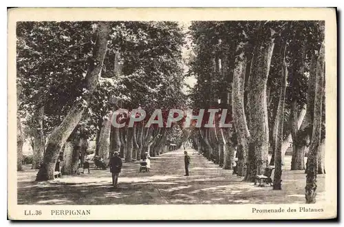 Ansichtskarte AK Perpignan Promenade des Platanes