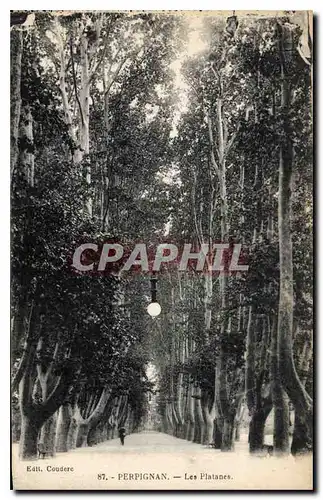Cartes postales Perpignan Les Platanes