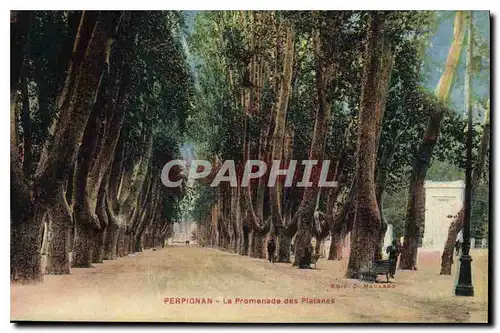 Ansichtskarte AK Perpignan La Promenade des Platanes