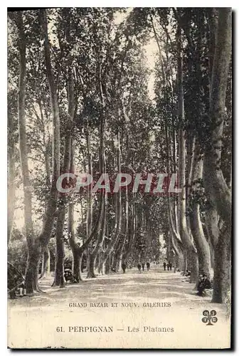 Cartes postales Perpignan Les Platanes