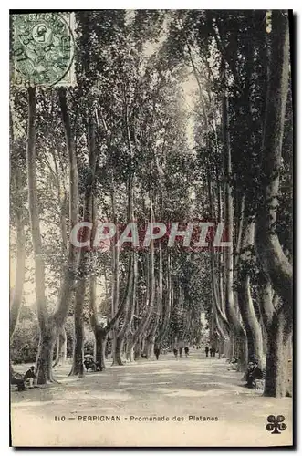 Cartes postales Perpignan Promenade des Platanes