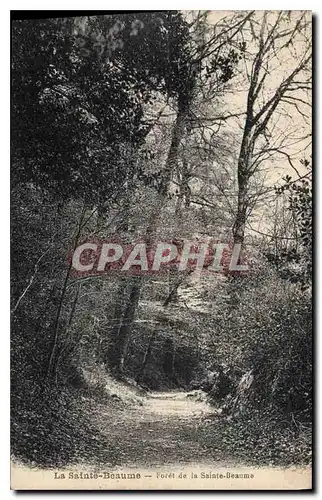 Cartes postales Foret de La Sainte Baume