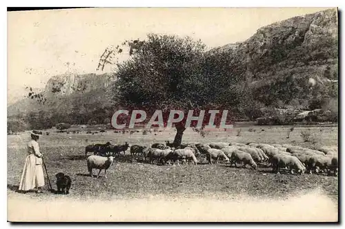 Ansichtskarte AK Chaine de la La Sainte Baume et le Plateau du Plan d'Aups Moutons Femme