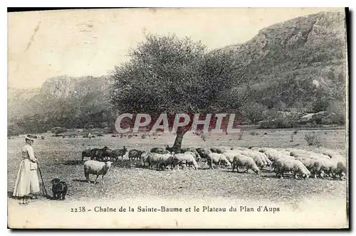 Cartes postales Chaine de La Sainte Baume et le Plateau du Plan d'Aups Femme Moutons