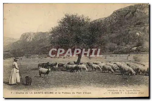 Cartes postales Chaine de La Sainte Baume et le Plateau du Plan d'Aups Femme Moutons