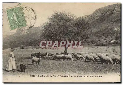 Cartes postales Chaine de La Sainte Baume et le Plateau du Plan d'Aups Femme Moutons