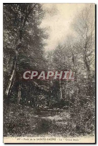 Cartes postales Foret de La Sainte Baume La Grand Draio