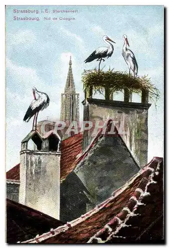 Cartes postales Strasbourg Nid de Cigogne