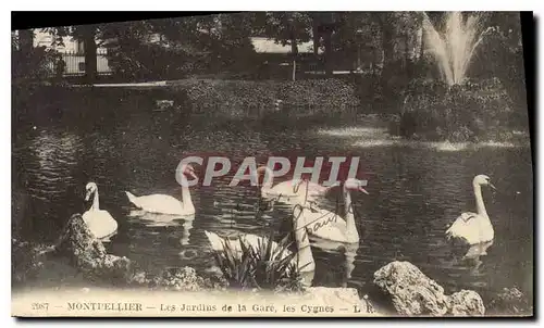 Cartes postales Montpellier Les Jardins de la Gare les Cygnes