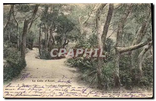 Ansichtskarte AK La Cote d'Azur Sous bois de Costebelle Environs d'Hyeres