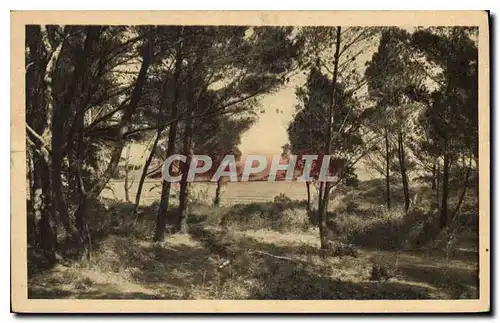 Cartes postales Ile de Porquerolles Un Sous Bois