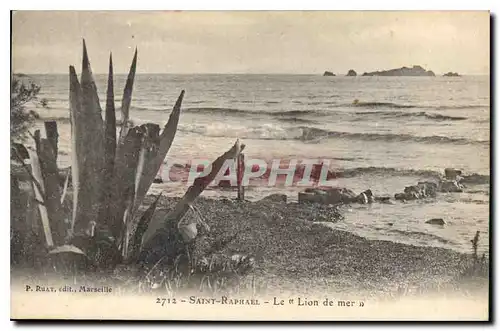 Cartes postales Saint Raphael Le Lion de Mer