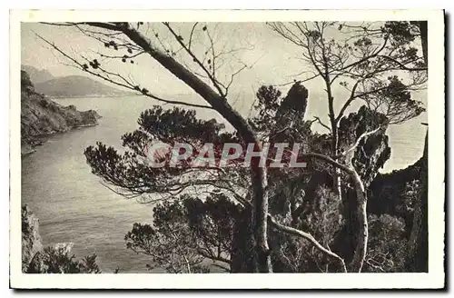 Cartes postales La Corniche d'Or Au Dramont vers Agay