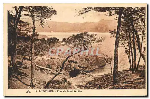 Cartes postales L'Esterel Pins du bord de Mer