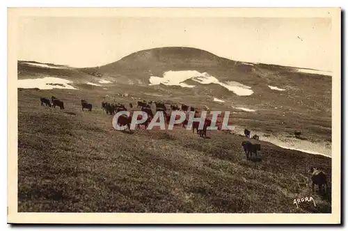 Cartes postales Le Plomb du Cantal Vaches