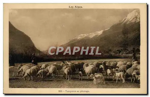 Cartes postales Les Alpes Troupeaux au paturage Chevres Moutons Chevre