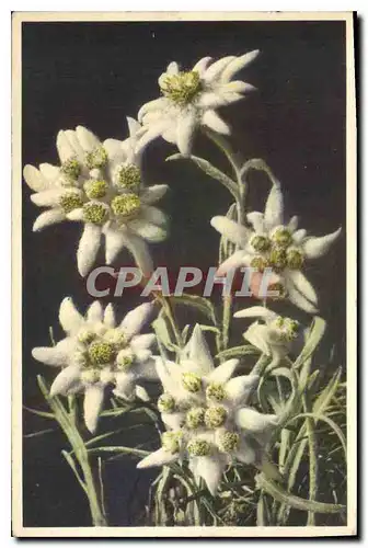 Cartes postales Leontopodium alpinum Edelweiss