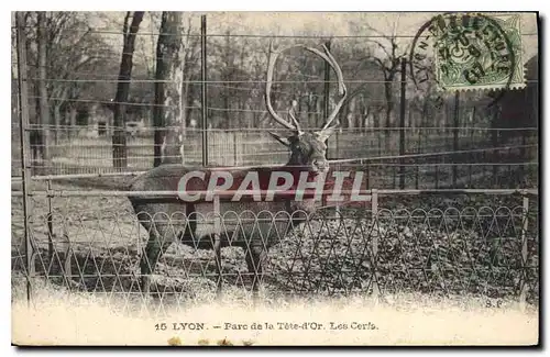 Cartes postales Lyon Parc de la Tete d'Or Les Cerfs Zoo