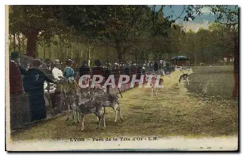 Cartes postales Lyon Parc de la Tete d'Or Daims Zoo