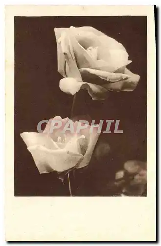 Cartes postales Fantaisie Fleurs