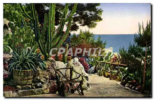 Cartes postales Monaco Les Jardins Exotiques