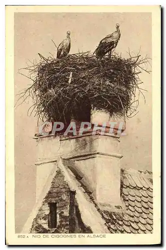 Cartes postales Nid de Cigognes en Alsace