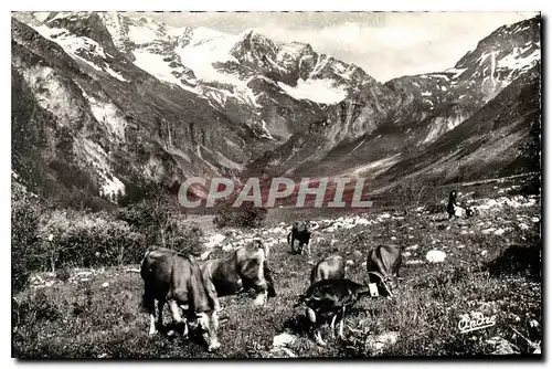 Ansichtskarte AK Paysages Alpestres Paturage on haute montagne Vaches
