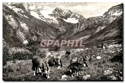 Cartes postales Paysages Alpestres Paturage on haute montagne Vaches