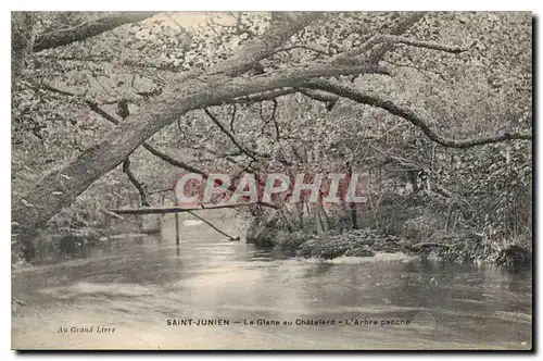 Cartes postales St Junien La Glane au Chatelard L'Arbre penche