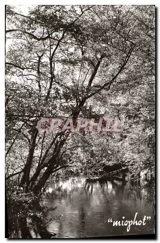 Cartes postales Vivonne Pittoresque Les rives ensoleillees du Clain