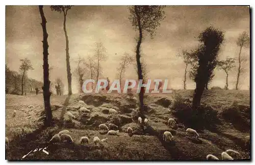 Cartes postales En Limousin Paturage Moutons