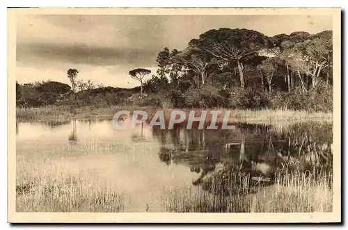 Cartes postales Hyeres Paysage sur la Route de la Plage