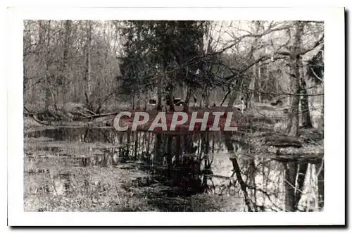 Cartes postales La mare aux b�ufs