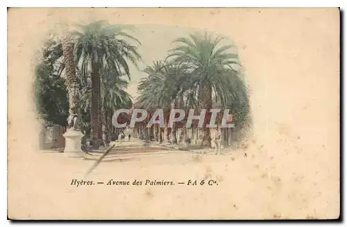 Cartes postales Hyeres Avenue de Palmiers