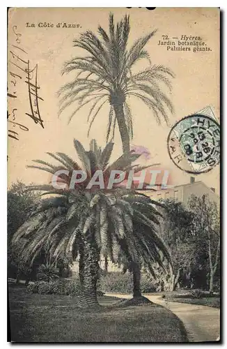 Cartes postales La Cote d'Azur Hyeres jardin botanique Palmiers geants