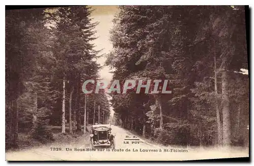 Cartes postales Un Sous Bois sur la route de La Louvesc a St Felicien