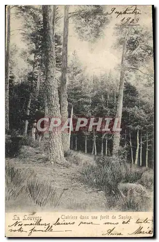 Cartes postales La Louvesc Clairiere dans une foret de Sapins