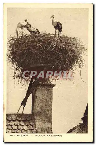 Cartes postales Alsace Nid de Cigognes