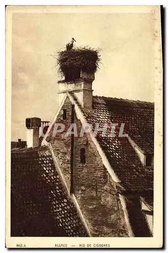 Cartes postales Alsace Nid de Cigognes