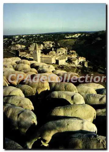 Ansichtskarte AK Le Plateau des Gras Gras Ardeche Image pastorale