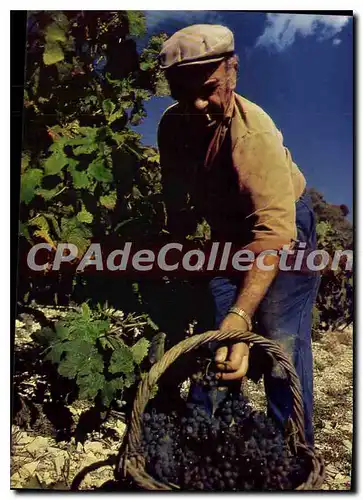 Ansichtskarte AK Le Plateau des Gras La saison des vendanges en Ardeche