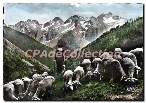 Cartes postales Paturage dans les Pyrenees Le vieux burger Troupeau de moutons