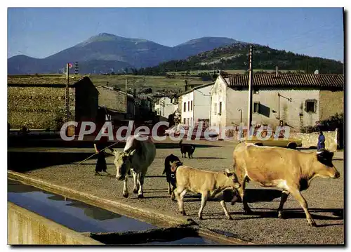 Cartes postales Espezel Aude Troupeau traversant le village