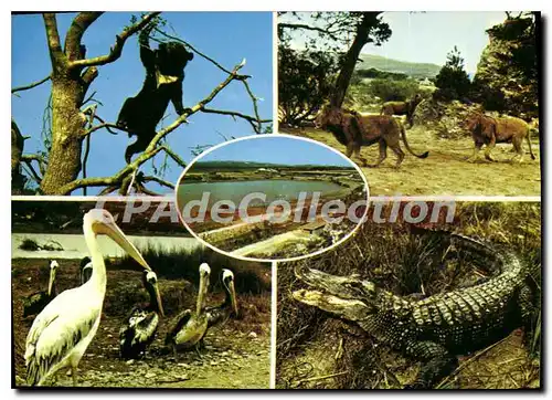 Cartes postales Sigean Reserve Africaine de Sigean Aude
