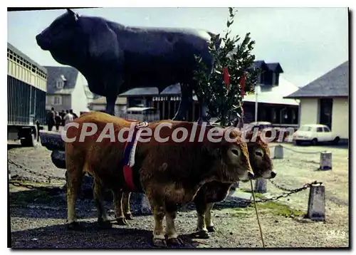 Ansichtskarte AK Laguiole Aveyron Les Boeufs de Paques