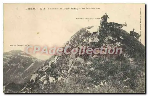 Cartes postales Cantal Le Sommet du Puy Mary et ses Pensionnaires