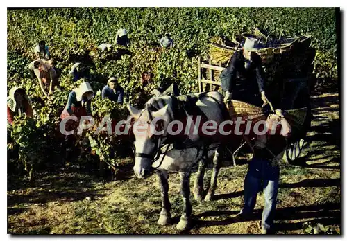 Cartes postales moderne BEAUNE vendanges Domaine PATRIARCHE