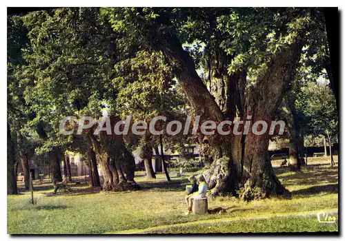 Cartes postales moderne Le Vigan La Promenade Des Chataigniers